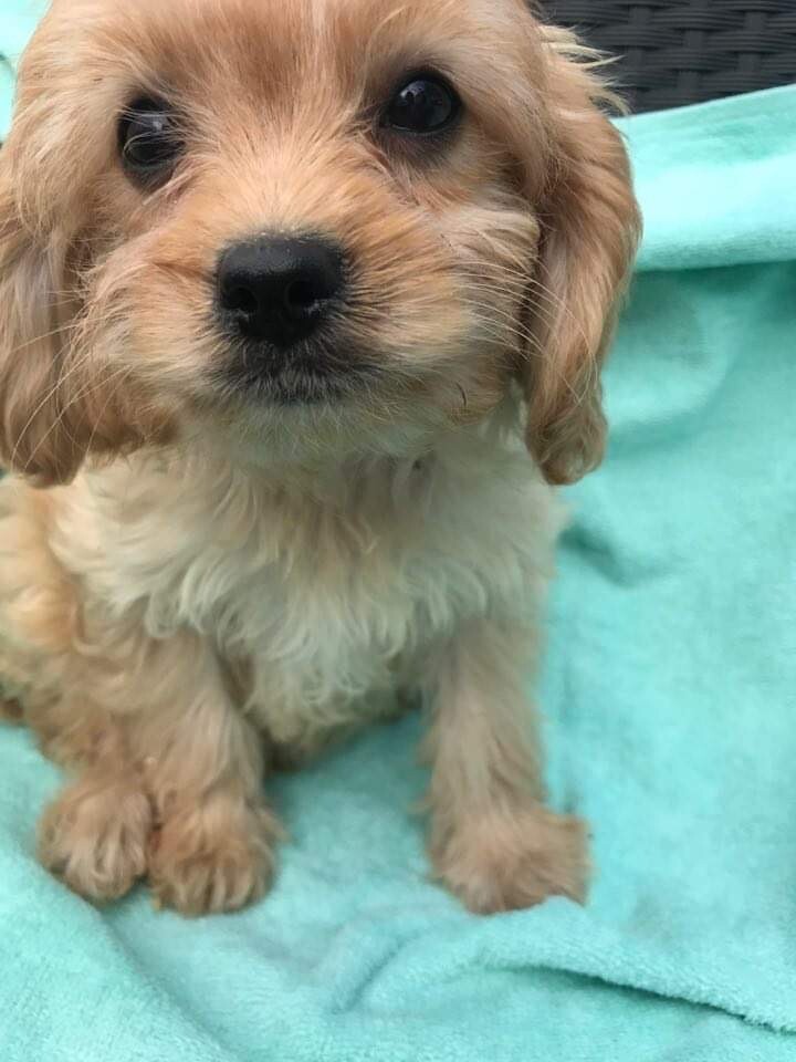 gumtree poodle cross